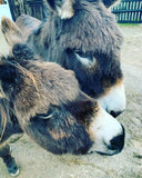 Our Nativity Miracle Needs YOU