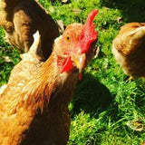 Cegin Huw's Chicken Masterclass 14th June 2025